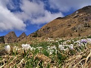 35 Al Monte Campo Crocus vernus bianchi e violetti con vista in Spondone a dx e due dei Tre Pizzi a sx